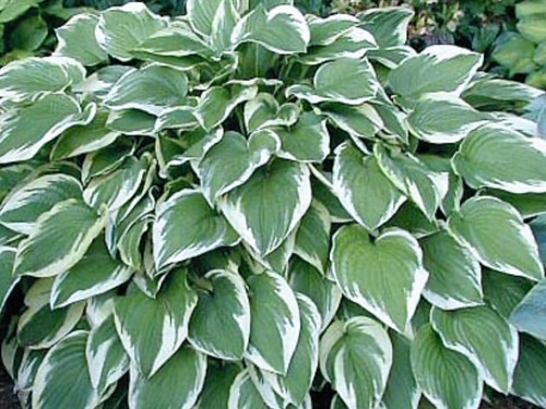 Hosta antioch pot - hosta, grown