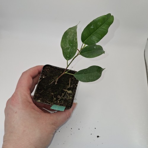 Weeping fig ficus benjamina - weeping,