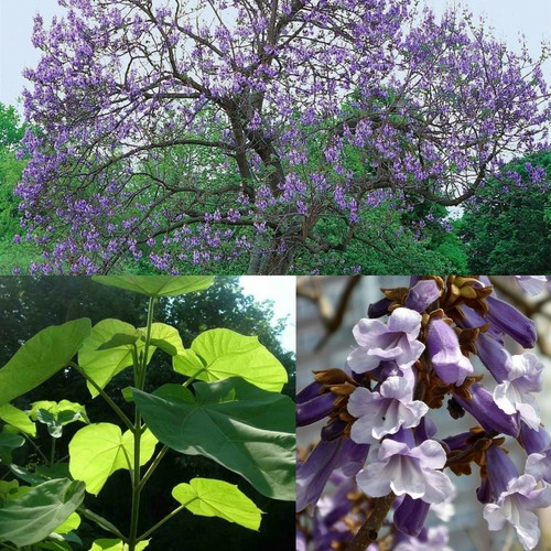 300 seeds paulownia - 300, seeds🌳paulownia