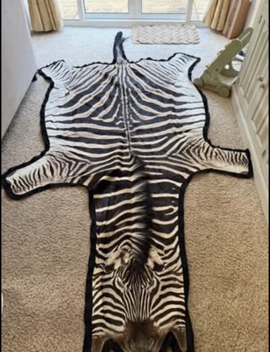 Real burchell zebra skin - burchell, with