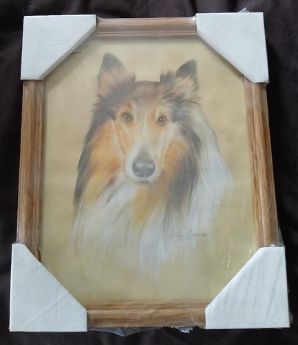 Sheltie dog framed portrait - dog,