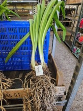 Agapanthus praecox. XL bulb.