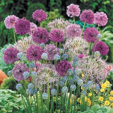 Mixed Allium Bulb Collection, Set of 200 Bulbs, Plant in Autumn, Spring Flowers