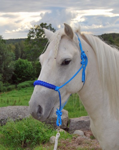 Easy does rope halter with - easy-does-it,