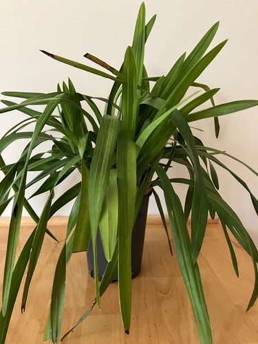 Cascading cymbidium orchid - cascading,