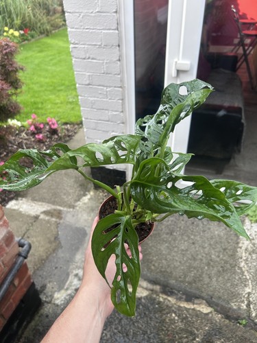 Monstera adansonii swiss - monstera,