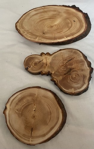Set sanded wood slices - 3,