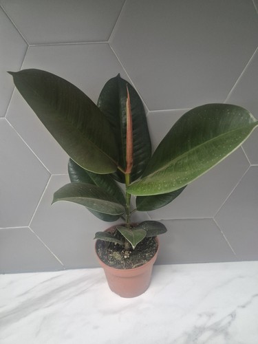 Rubber plant ficus elastica - rubber,