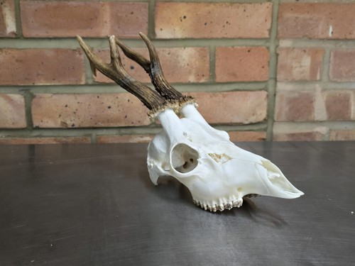 Stunning taxidermy roe buck - taxidermy,