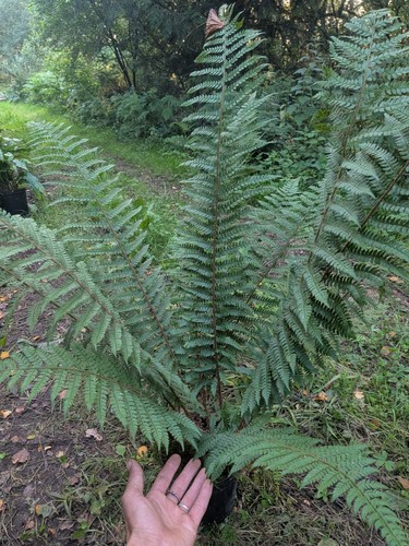 Woodland fern plant - woodland, 2l