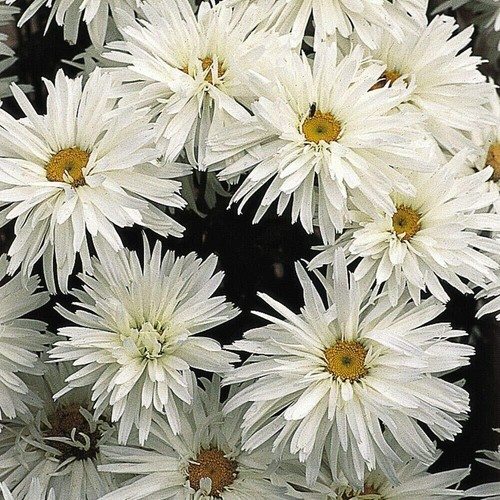 Leucanthemum crazy daisy - crazy, plant