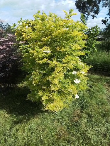Golden elder elderberry