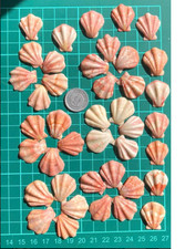 japanese   Seashell Set　