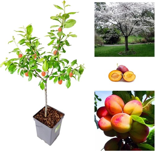 Plum tree sweet - tree,
