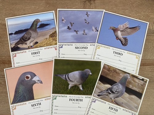New racing pigeon award prize - new,