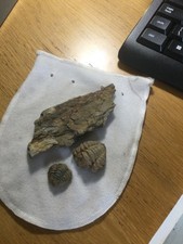 A collection of 6 trilobite