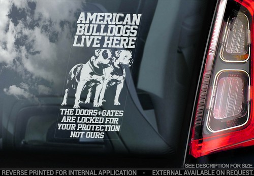 American bulldog car - bulldog,