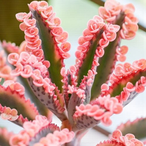 Kalanchoe pink butterfly - pink,