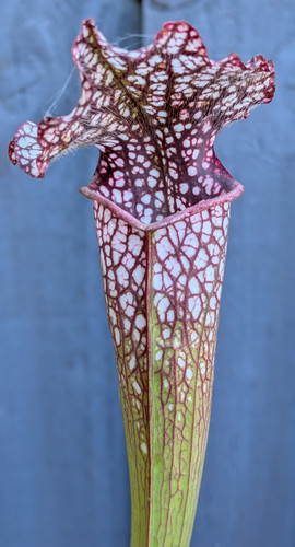 Sarracenia alucard prince - alucard, of