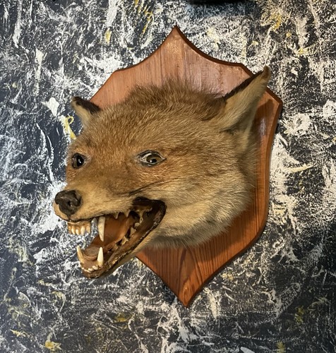 Taxidermy fox head mounted - fox,
