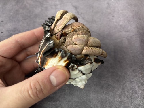 Taxidermy land hermit crab - land,