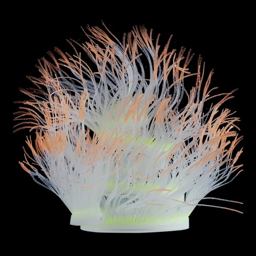 Aquatic coral plant - coral, fishtank
