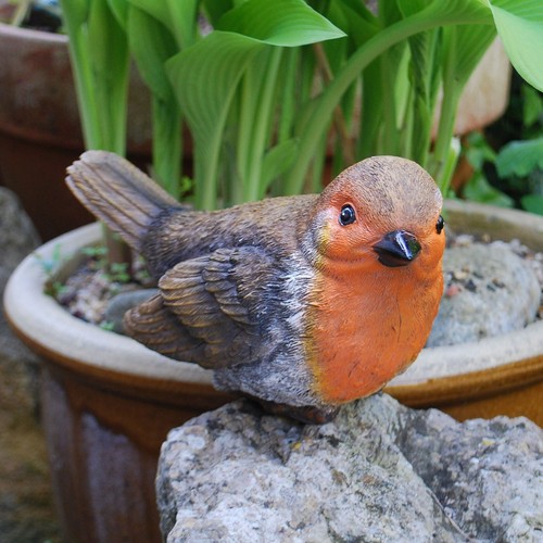Large robin garden - garden, bird