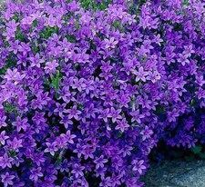 Campanula Portenschlagiana