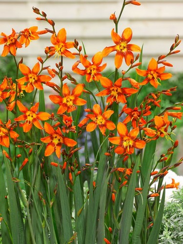 10x crocosmia emily - emily, mckenzie