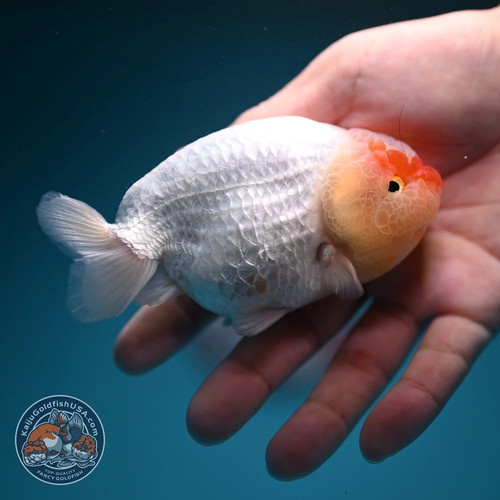 Live fancy goldfish - live,