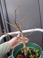 part trained Japanese maple