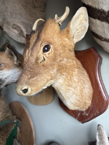 Gold medal muntjac shoulder - gold,