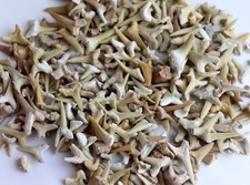 Bag Of Shark Teeth Great