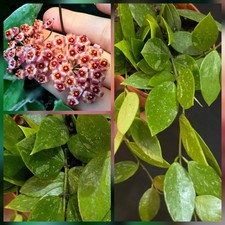 Hoya carnosa 'Gracilis' Wax Plant. Fragrant Flowers. 1x Rooted Plant. 