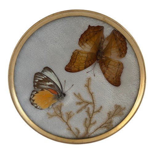 Framed vintage taxidermy - vintage,