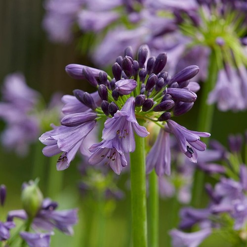 Agapanthus poppin - agapanthus, ‘poppin’