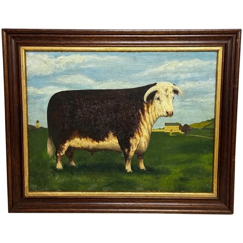 Prized hereford bull pastoral - hereford,
