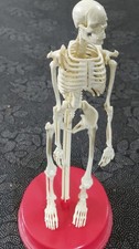 31CM Human Skeleton Model
