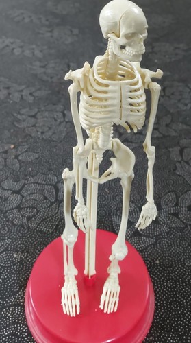 31cm human skeleton - human, model
