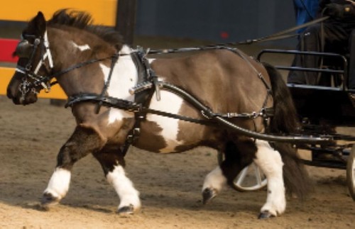 Mini shetland harness - shetland,