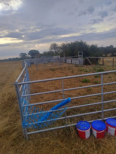Cattle pen - cattle,