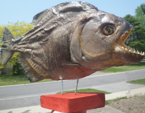 Big piranha fish taxidermy - big,