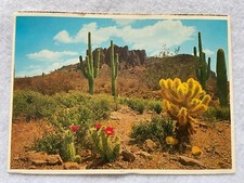 Delicate Magenta Beaver Tail