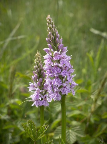 Dactylorhiza fuchsii common - dactylorhiza, 'common