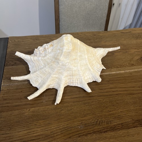 Giant spider conch shell - giant,