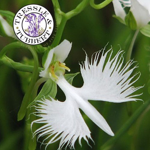 White dove orchid pecteilis - white,