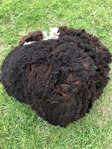Shetland ewe whole fleece - ewe, fleece/