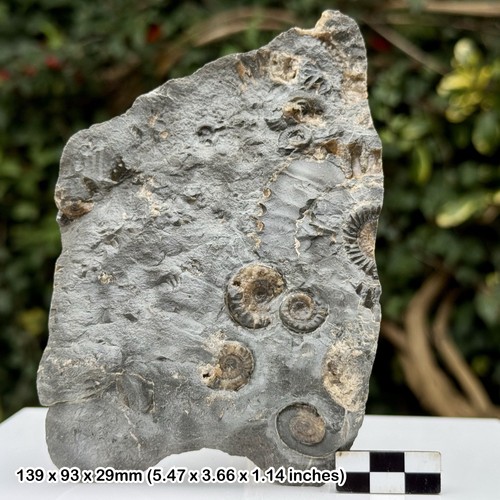 Arnioceras promicroceras multi - promicroceras,