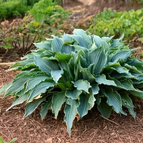 Hosta waterslide plant 13cm - 'waterslide',