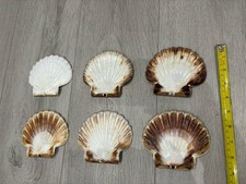 Flat Scallop Shell X6